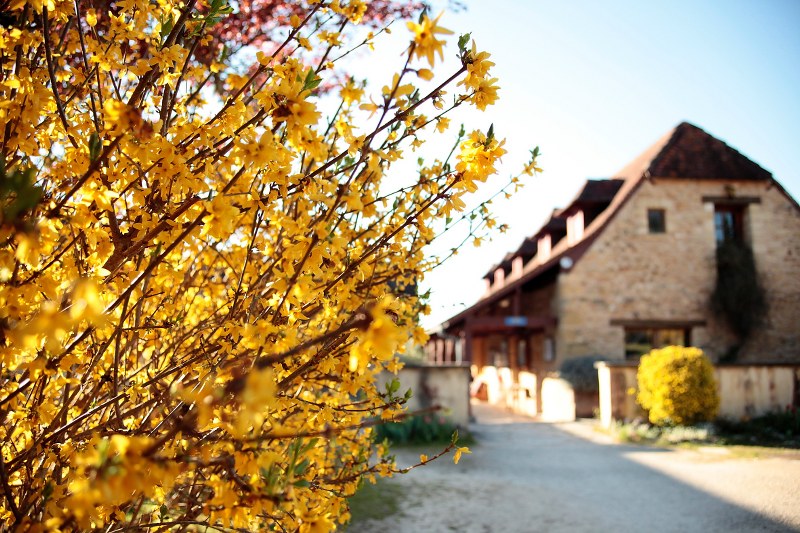 les forsythia sont en fleurs